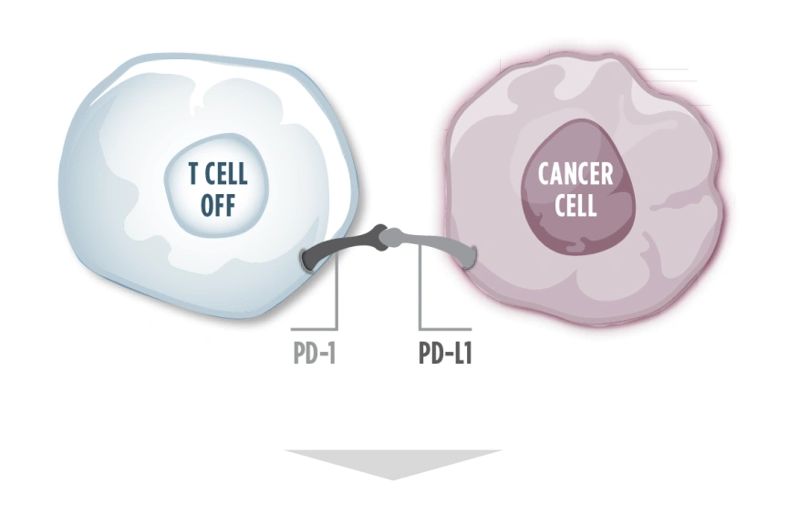 An illustration of a gray "off" T cell binding to a pink cancer cell via PD-1, inhibiting T-cell activity