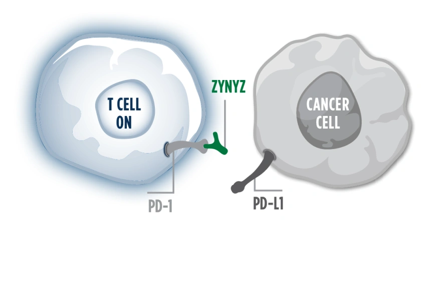 An illustration of a blue "on" T cell being blocked by ZYNYZ®, from binding to a gray cancer cell via PD-1, potentiating T-cell activity