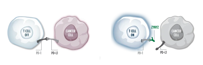 An illustration of a gray "off" T cell binding to a pink cancer cell via PD-1, inhibiting T-cell activity  An illustration of a blue "on" T cell being blocked by ZYNYZ®, from binding to a gray cancer cell via PD-1, potentiating T-cell activity 