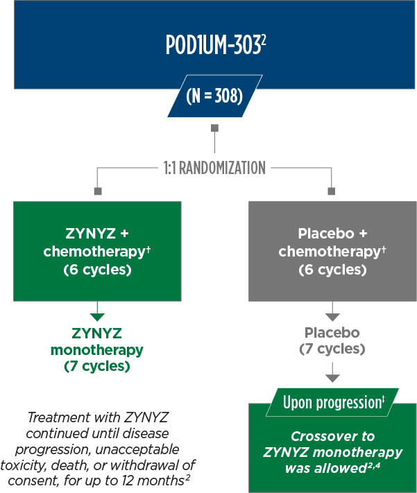 A chart depicting the POD1UM-303 study design, including the 1:1 randomization process of its 308 total patients into either the ZYNYZ® + chemotherapy group or the placebo + chemotherapy group to receive 6 cycles of their respective combination therapy, followed by 7 cycles of monotherapy with either ZYNYZ or placebo—with some patients in the placebo group being crossed over to ZYNYZ monotherapy if their SCAC progressed.  Meanwhile, treatment with ZYNYZ continued for up to 12 months, or until the SCAC progr